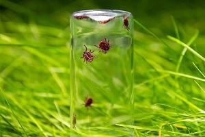 Как проверить участок на наличие клещей? Простой экспресс-тест на 30 секунд