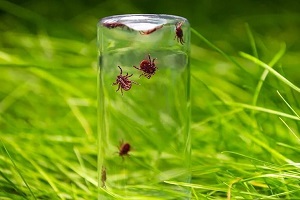 Как проверить участок на наличие клещей?