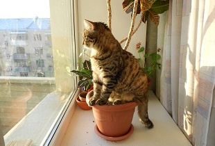 Как отучить кошку лазить в цветочные горшки