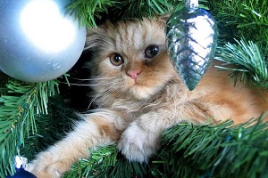 Как защитить елку от кошки в Новый Год?