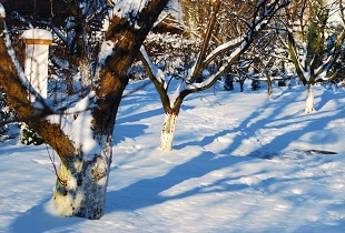 Простая процедура после зимы, которая защитит ваши плодовые деревья от вредителей и болезней 
