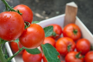2 простых способа сохранить помидоры свежими на зиму