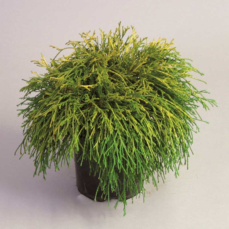 Комнатное растение Хемоципарис (Chamaecyparis)