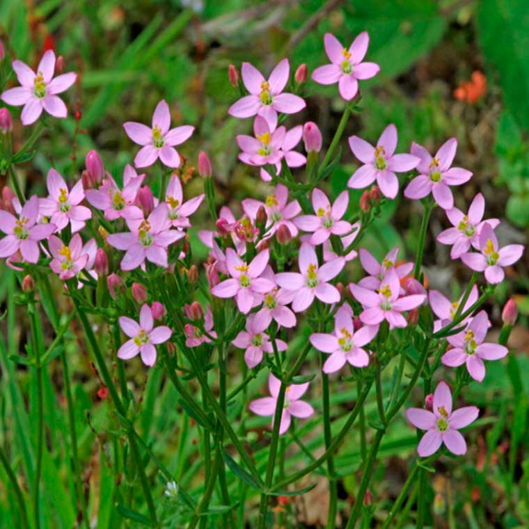 Лекарственное растение Золототысячник обыкновенный (Centaurium minus)