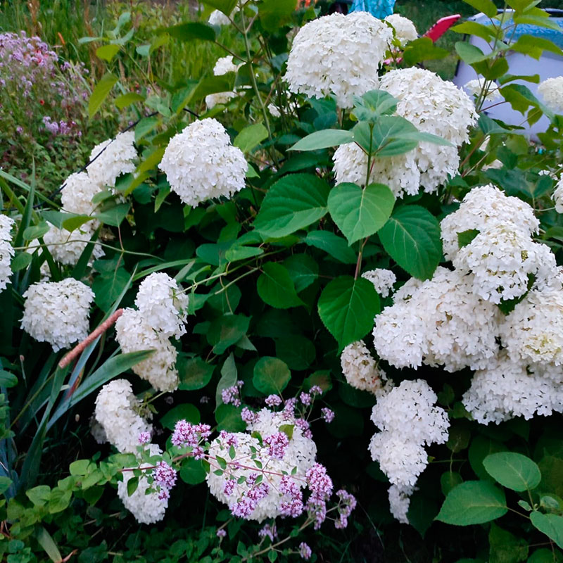 Многолетнее садовое растение Гортензия (Hydrangea)