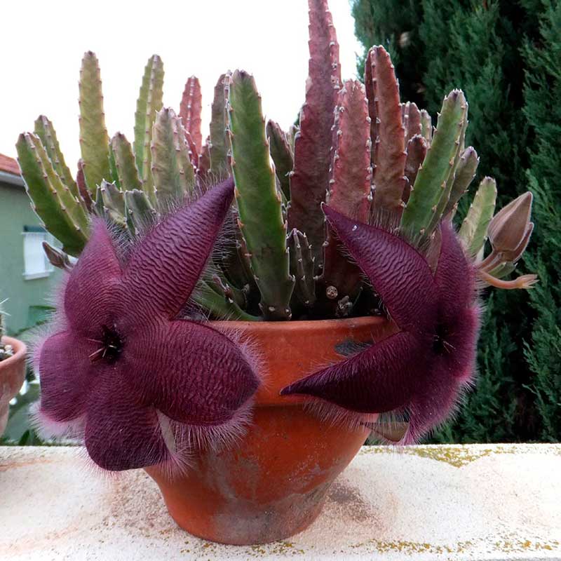 Комнатное растение Стапелия (лат. Stapelia)