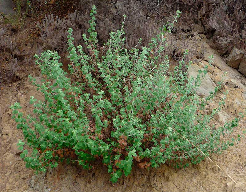 Лекарственное растение Шандра обыкновенная (Marwbium vulgare)