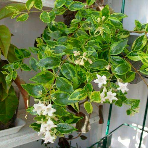 Комнатное растение Абелия (Abelia)