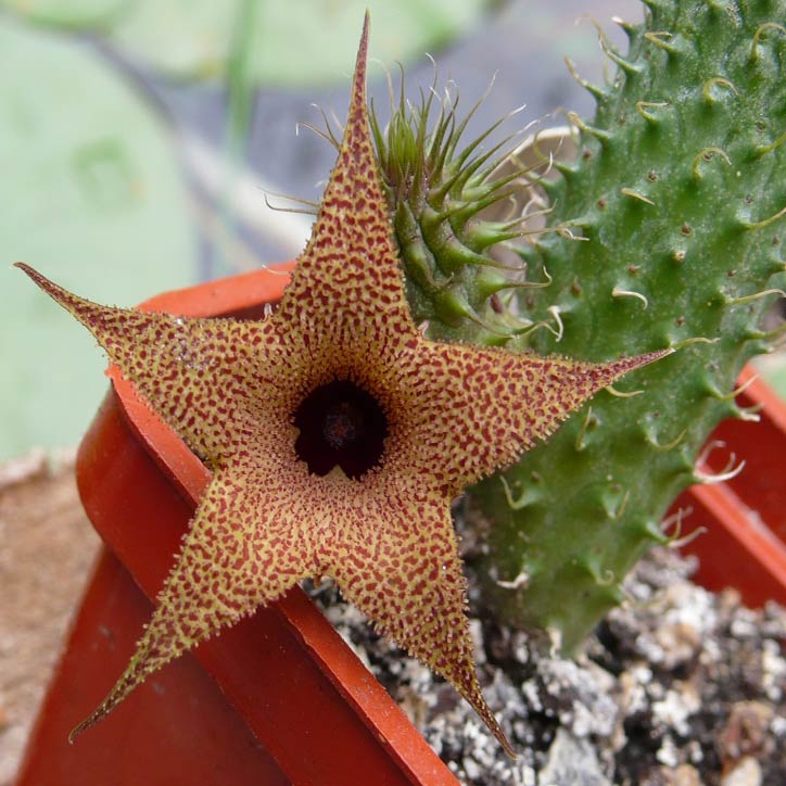 Комнатное растение Гуэрния (Huernia)