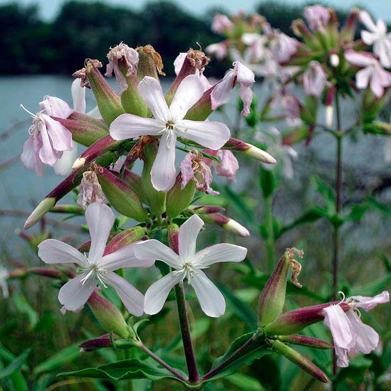 Лекарственное растение Мыльнянка (Saponaria officinalis)