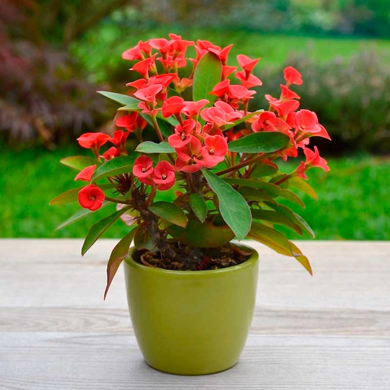 Комнатное растение Молочай (Euphorbia)