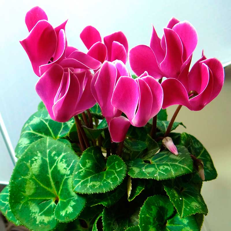 Комнатное растение Цикламен (Cyclamen)