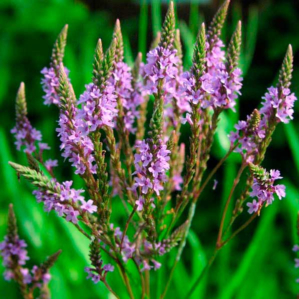 Лекарственное растение Вербена аптечная (Verbena officinalis)