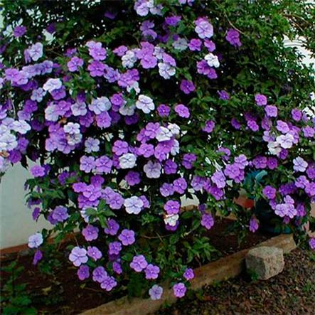 Комнатное растение Брунфельсия (Brunfelsia)