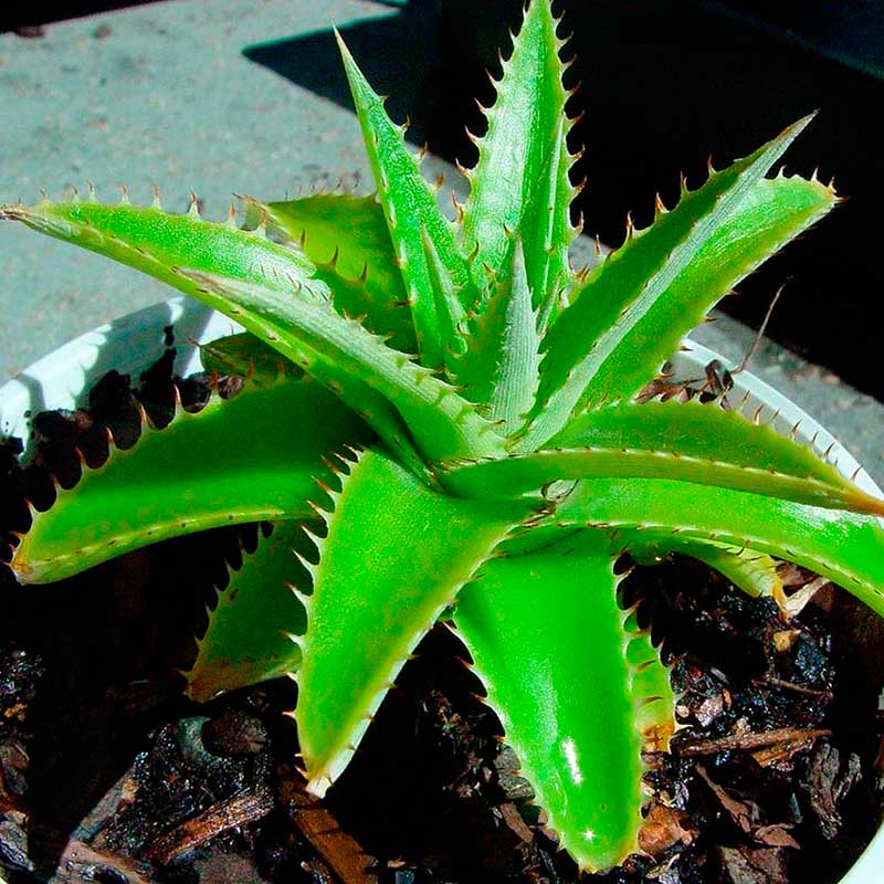 Комнатное растение Диккия (Dyckia)