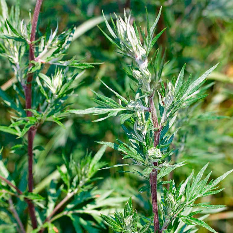 Лекарственное растение Полынь обыкновенная (Artemisia vulgaris)