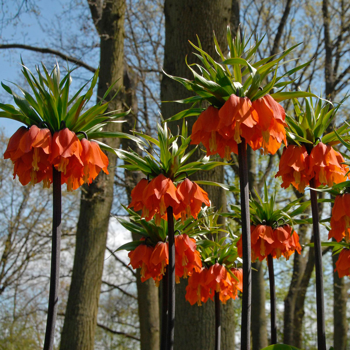 Многолетний садовый цветок Рябчик (Fritillaria)