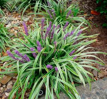 Комнатное растение Офиопогон (Ophiopogon)