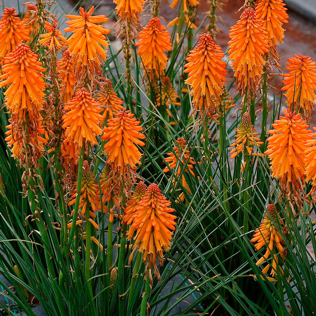 Многолетний садовый цветок Книфофия (Kniphofia)