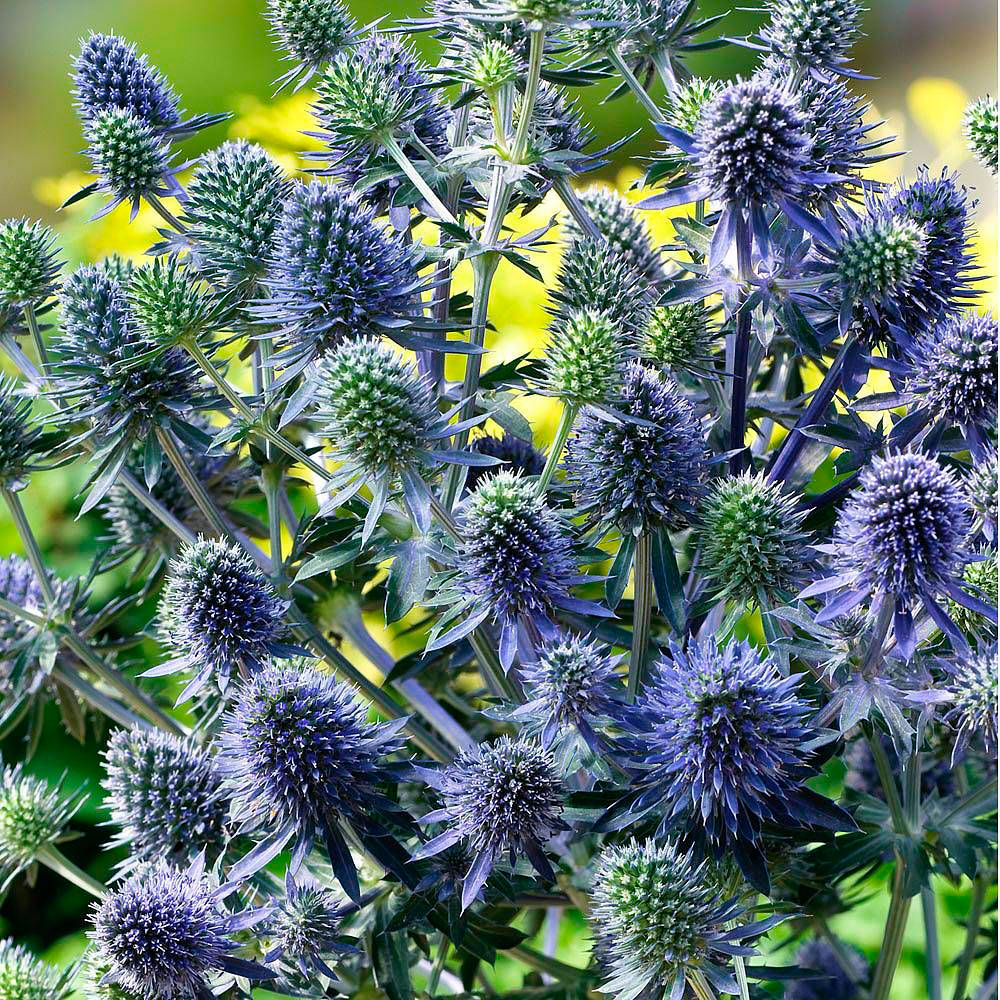 Многолетний садовый цветок Синеголовник (Eryngium)