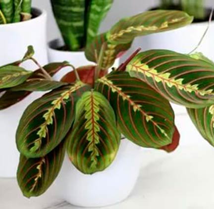 Комнатное растение Маранта (Maranta)