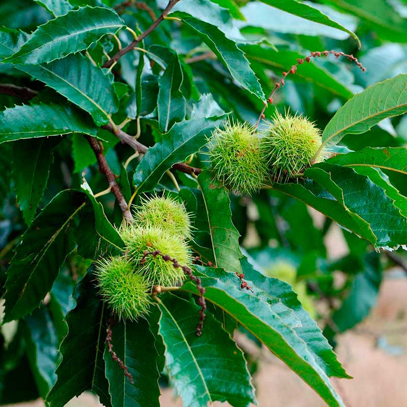 Лекарственное растение Каштан посевной (Castanea sativa)