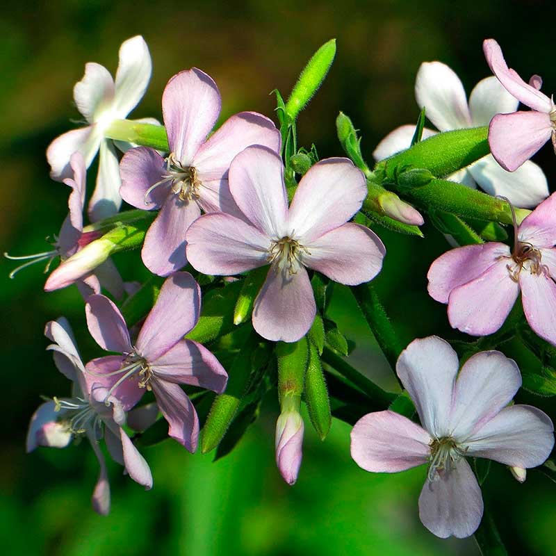 Лекарственное растение Мыльнянка (Saponaria officinalis)