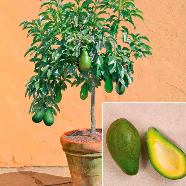 Комнатное растение Авокадо (Persea)