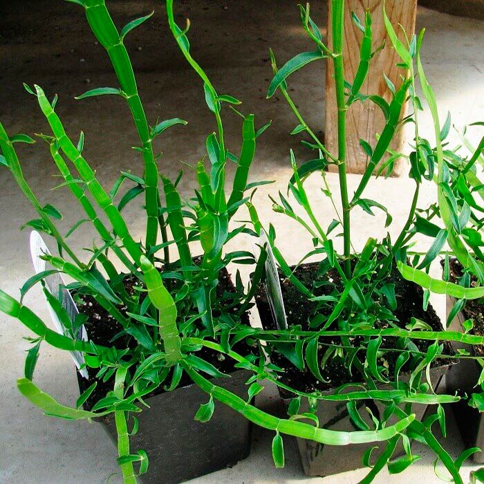 Комнатное растение Гомалокладиум (Homalocladium)