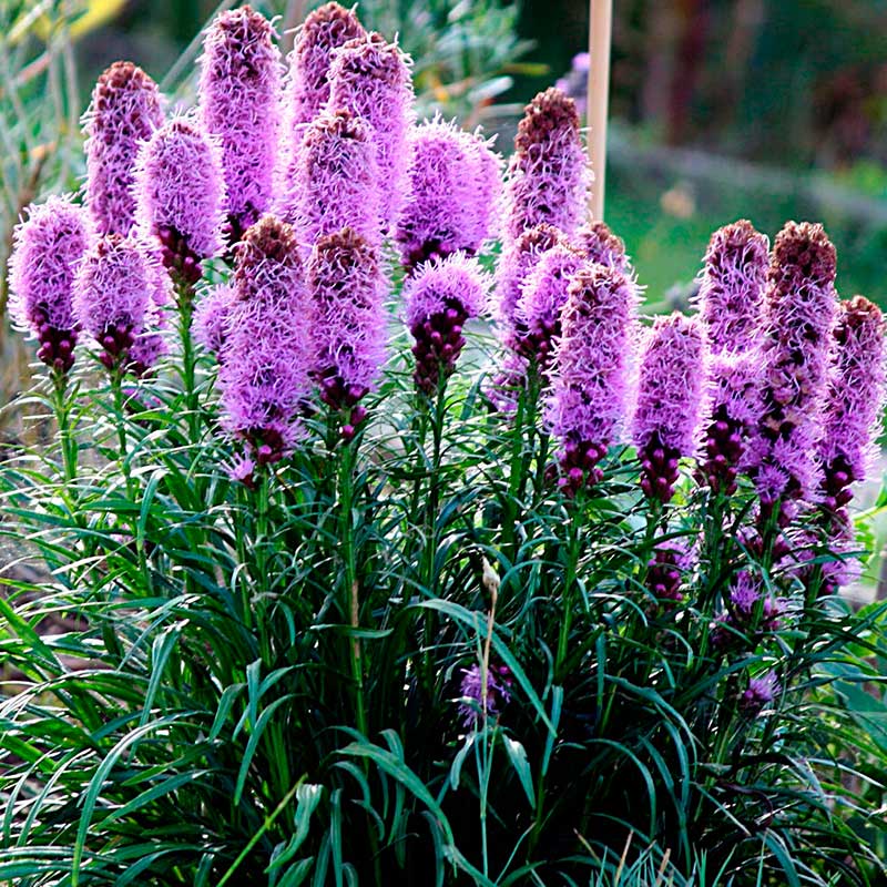 Многолетний садовый цветок Лиатрис (Liatris)