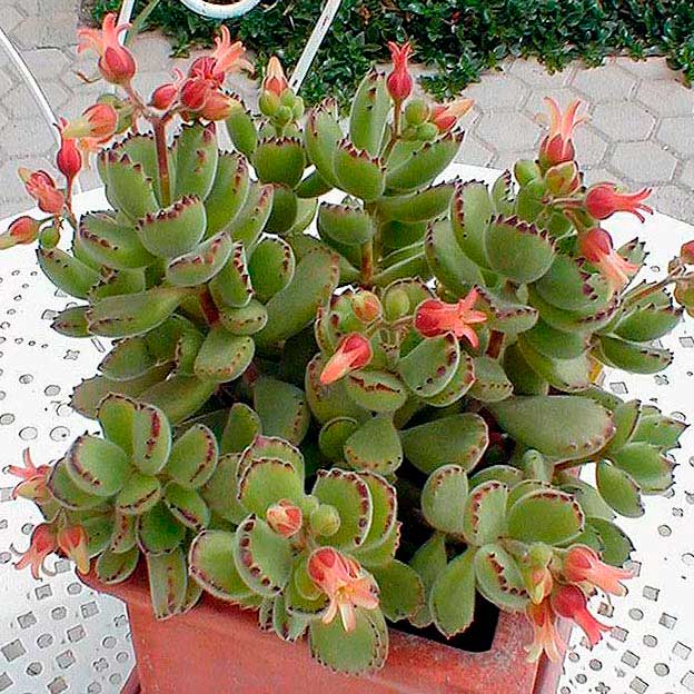 Комнатное растение Котиледон (Cotyledon)