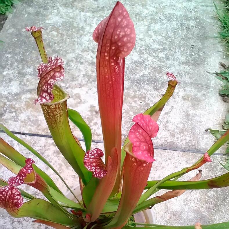 Комнатное растение Саррацения (Sarracenia)