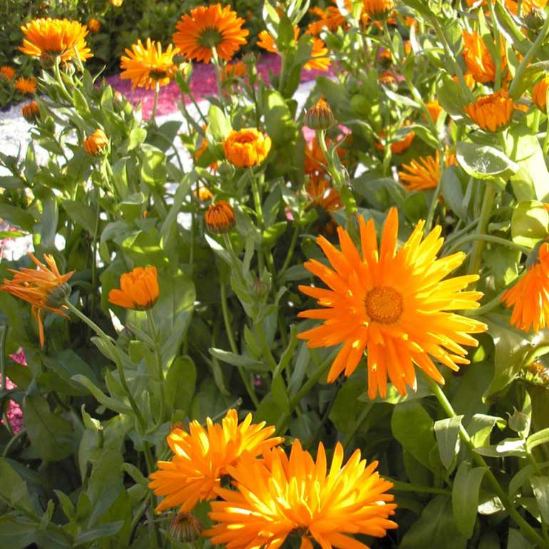 Лекарственное растение Календула аптечная (Calendula officinalis)