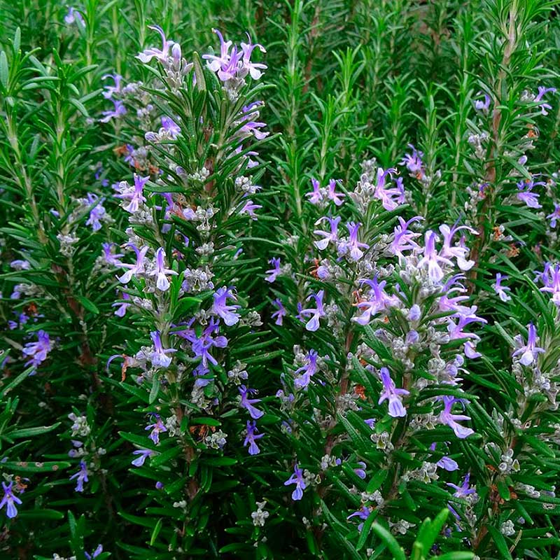 Лекарственное растение Розмарин аптечный (Rosmarinus officinalis)