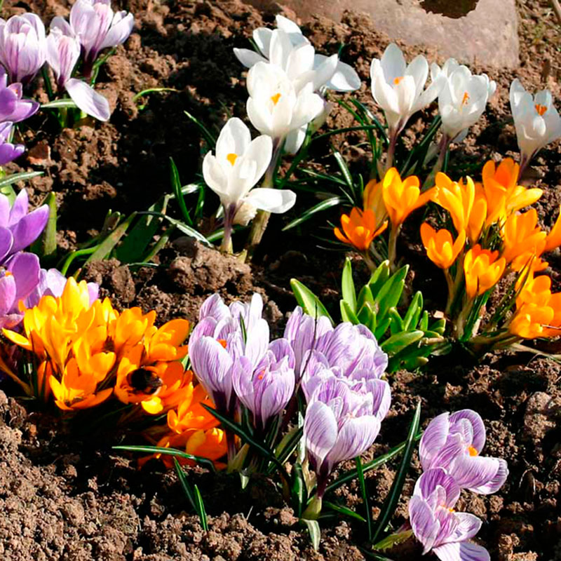 Многолетний садовый цветок Крокус (Crocus)