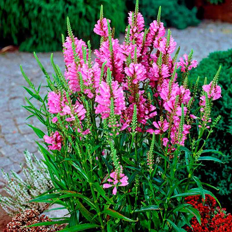 Многолетний садовый цветок Физостегия (Physostegia)