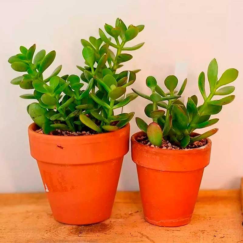 Комнатное растение Крассула (Crassula)