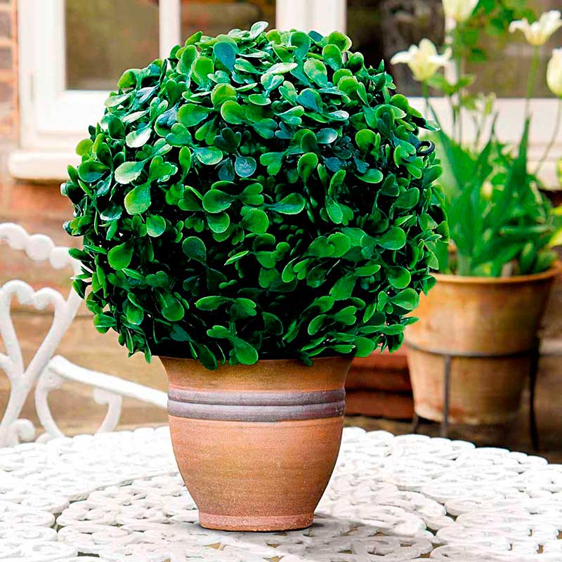 Комнатное растение Самшит (Buxus)