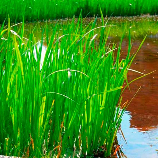 Лекарственное растение Аир обыкновенный (Acorus calamus)