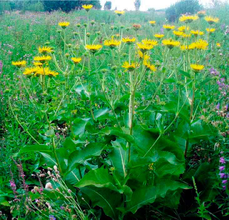 Лекарственное растение Девясил высокий (Inula helenium)