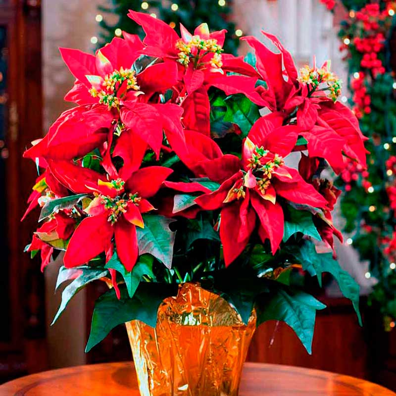 Комнатное растение Пуансеттия (Poinsettia)