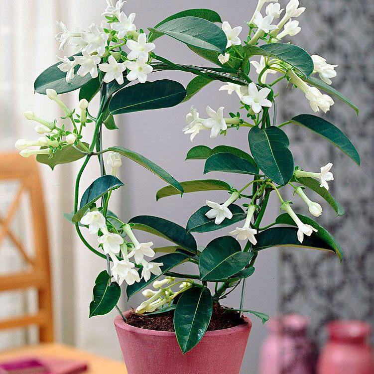 Комнатное растение Стефанотис (Stephanotis)