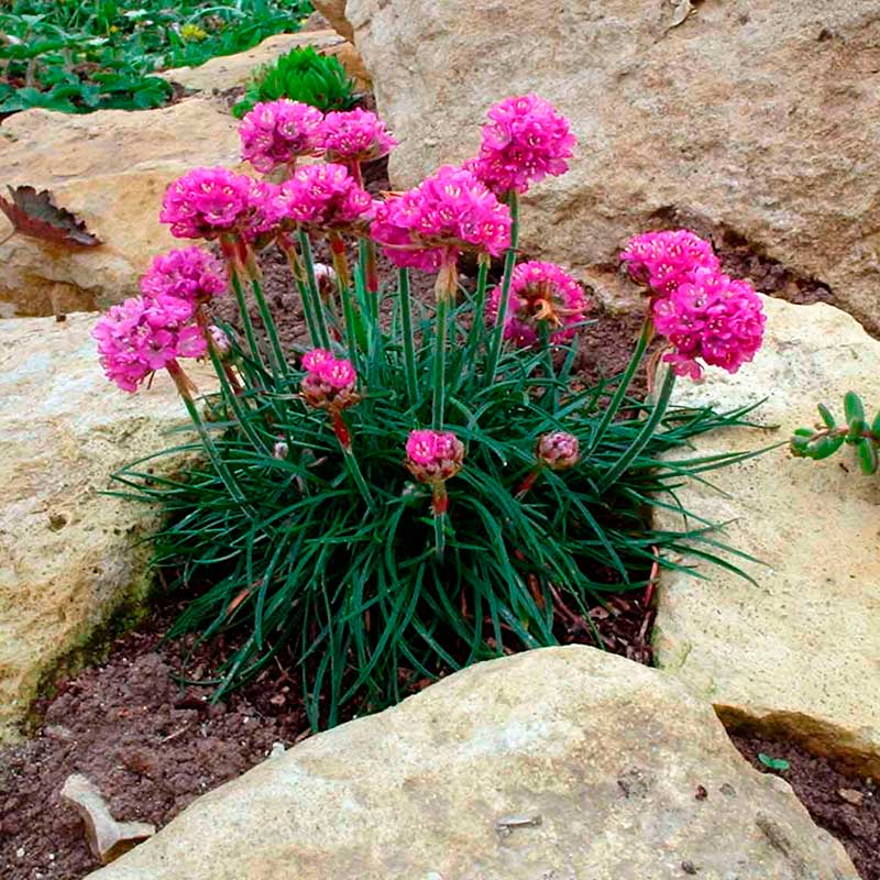 Многолетний садовый цветок Армерия (Armeria)