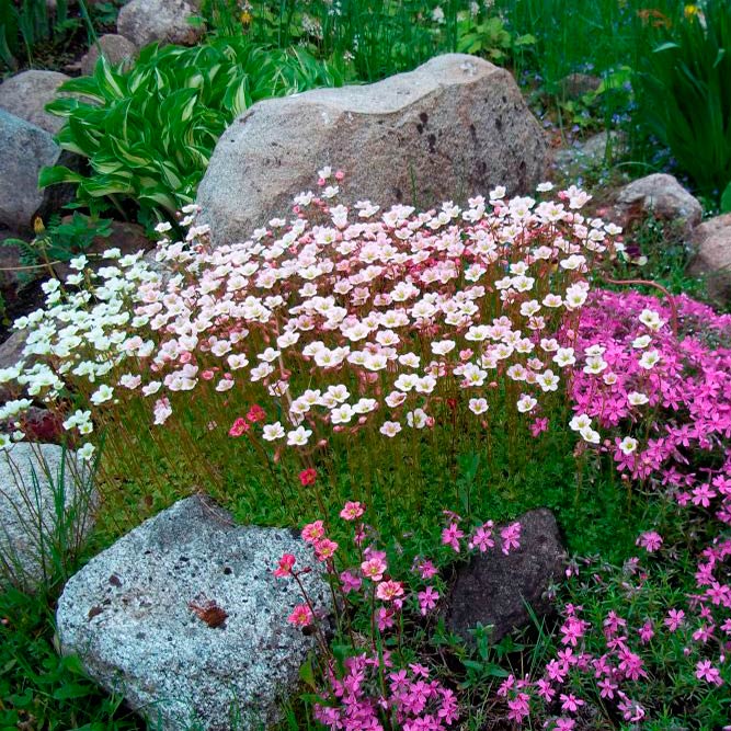 Многолетний садовый цветок Камнеломка (Saxifraga)