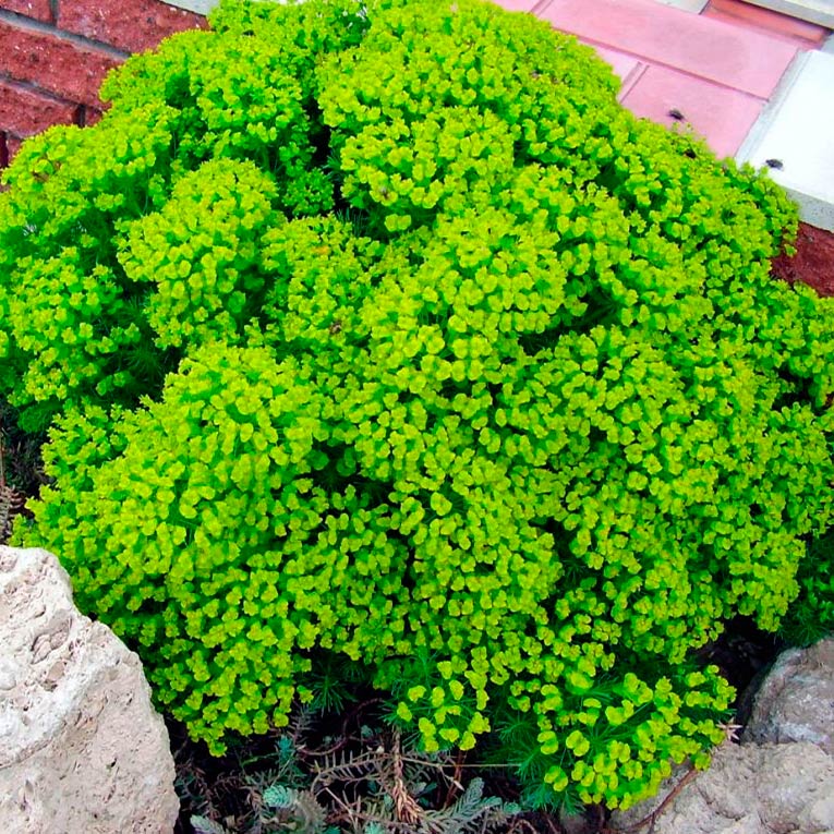 Многолетний садовый цветок Молочай (Euphorbia)