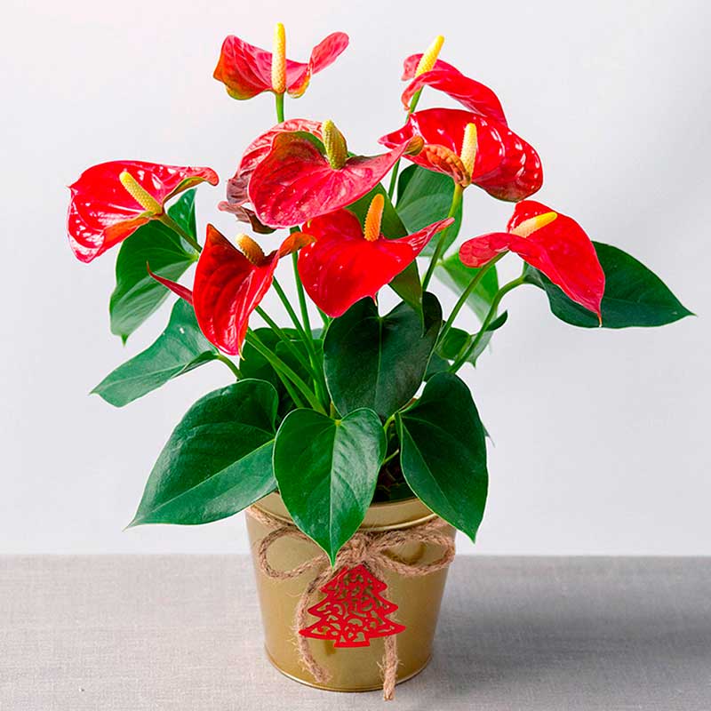 Комнатное растение Антуриум (Anthurium)