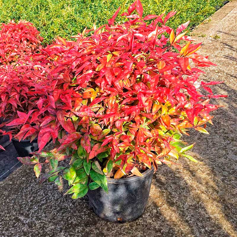 Комнатное растение Нандина (Nandina)