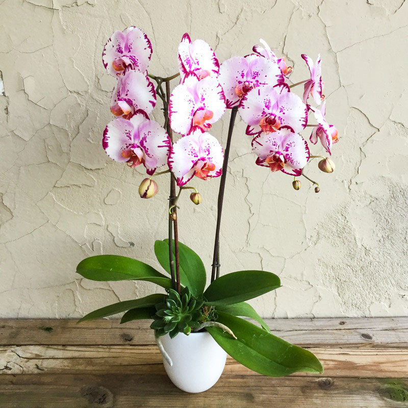 Комнатное растение Фаленопсис (Phalenopsis)