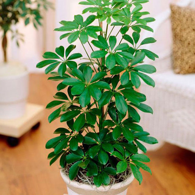 Комнатное растение Шеффлера (Schefflera)