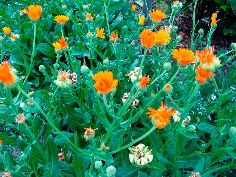 Лекарственное растение Календула аптечная (Calendula officinalis)